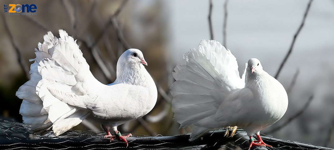 38-17-pigeons-1355123_960_720.jpg